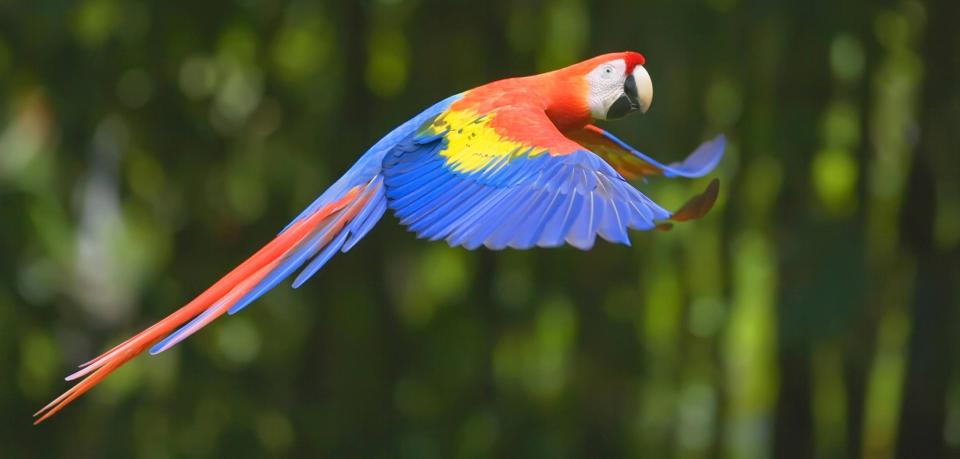 Mơ thấy vẹt đuôi dài