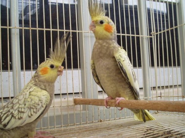 Mơ thấy Vẹt cockatiel