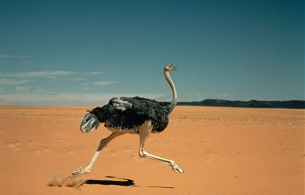 Mơ thấy đà điểu trên sa mạc