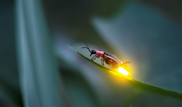 Mơ thấy đom đóm ban ngày