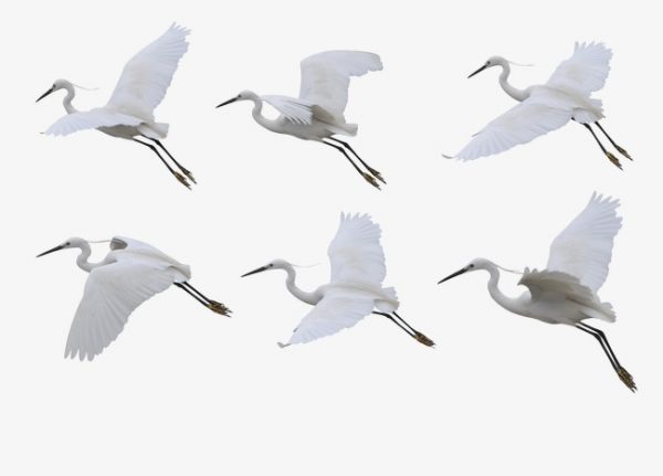 Mơ thấy biến thành con hạc