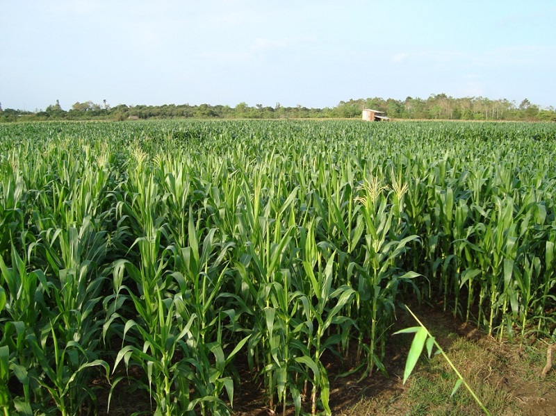 Mơ thấy cánh đồng ngô