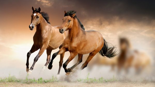 Mơ thấy ngựa phi nước đại