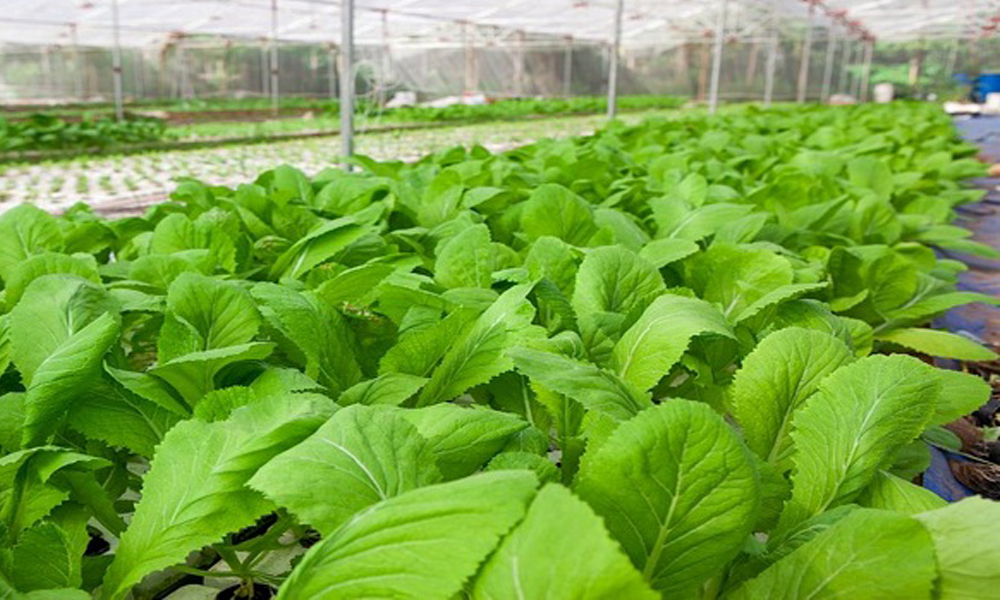 Mơ thấy rau cải có ý nghĩa gì?