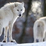 Nằm mơ thấy con sói có ý nghĩa gì?