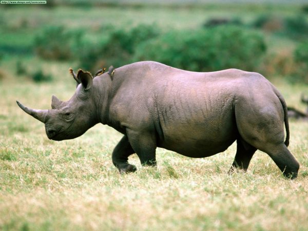 Mơ thấy tê giác