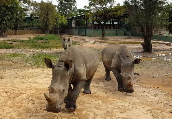 Mơ thấy tê giác bị nhốt