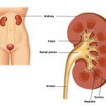 Mơ thấy thận của mình: Sức khỏe không bình thường