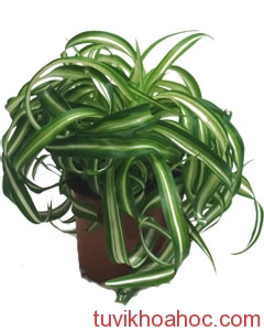 1336444548-Phong-thuy-ruoc-tai-loc-cho-nguoi-menh-Hoa7