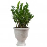 Ý nghĩa phong thủy của cây kim phát tài