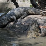 Giấc mơ thấy cá sấu có ý nghĩa gì?