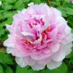 Ý nghĩa phong thủy hoa Mẫu Đơn