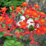 Ý nghĩa cây Ngô Đồng trong phong thủy