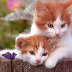 Người tuổi Mão với các năm