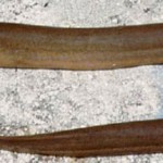 Giải mã giấc mơ thấy lươn