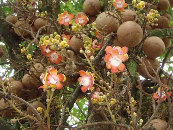 Hoa ngọc kỳ lân