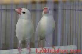 vật phẩm phong thủy kích hoạt tình duyên