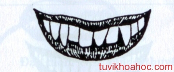 coi_boi_voi_ham_rang_cho