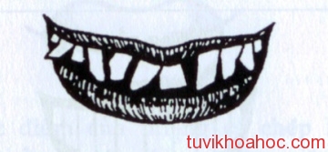 coi_boi_voi_ham_rang_quy