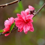 Ý nghĩa phong thủy của hoa Đào