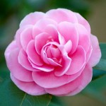 Ý nghĩa phong thủy hoa Phù Dung