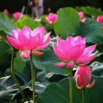 Ý nghĩa phong thủy hoa sen