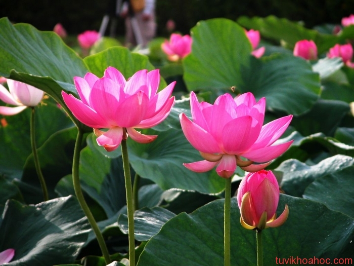 hoa-sen-1