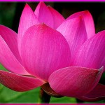 Ý nghĩa phong thủy cây hoa Sen