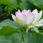 Ý nghĩa phong thủy của hoa sen