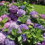 Nhưng thực vật có thể coi là cát tường