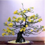 Ý nghĩa phong thủy của cây hoa Mai