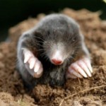 Mơ thấy chuột báo hiệu điềm gì?