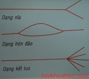 images727173_duongchitay3