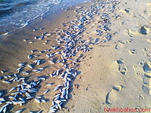 ktt_14.8_hoagiai9_kienthuc_ibro