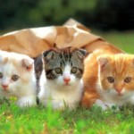 Người tuổi Mão với tháng sinh