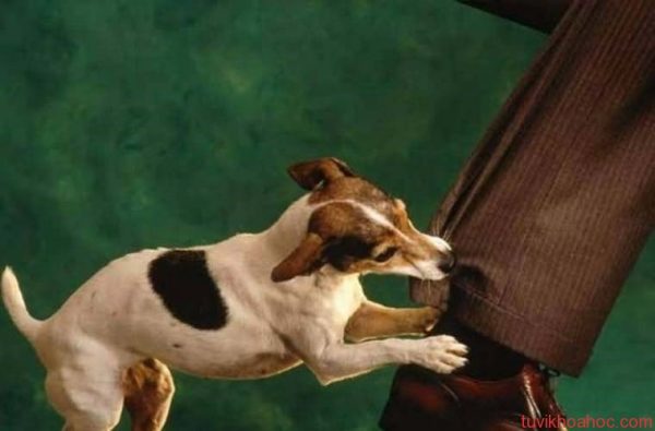 Nằm mơ thấy bị chó cắn