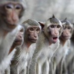 Mơ thấy khỉ mang ý nghĩa gì?