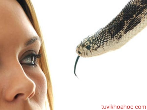 Mơ thấy rắn cắn vào tay đánh con gì?