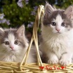 Tử vi thứ ba ngày 6 tháng 7 năm 2021