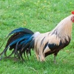 Cách đặt tên cho người tuổi Dậu