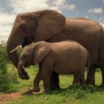 Mơ thấy voi mang ý nghĩa gì?