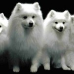 Đường tình duyên của người tuổi Tuất