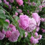 Ý nghĩa phong thủy của hoa Nguyệt Quý