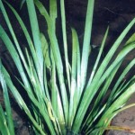 Ý nghĩa phong thủy cây Xương Bồ