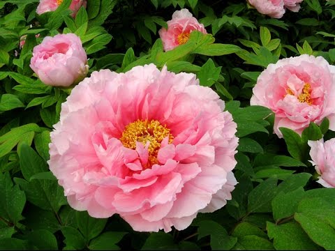 Mẫu đơn màu hồng nhạt