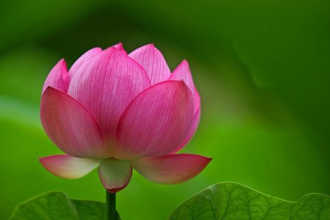 Ý nghĩa hoa sen trong phong thủy