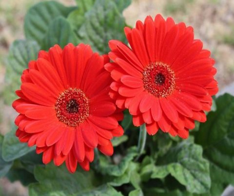 Hoa đồng tiền mang nhiều ý nghĩa về mặt tài lộc