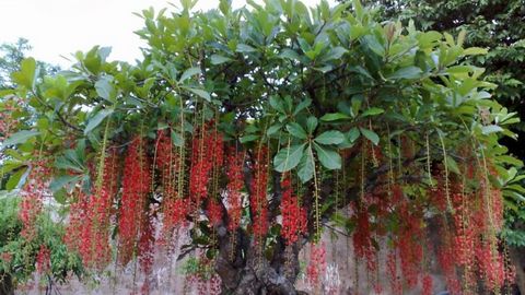 Trồng cây Lộc Vừng theo phong thủy thì có ý nghĩa gì?