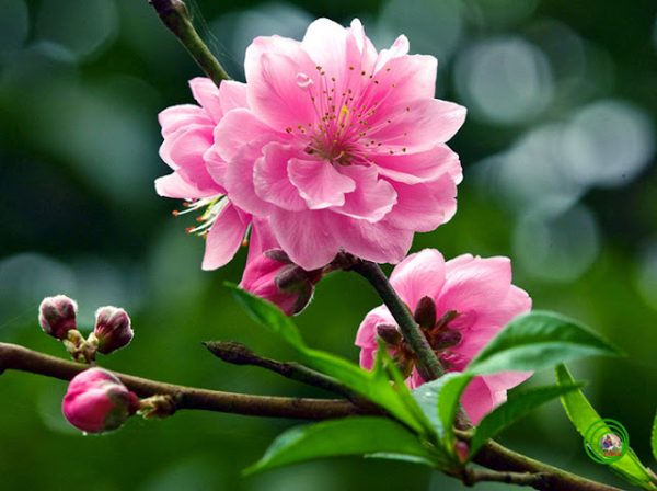 Ý nghĩa của hoa Đào