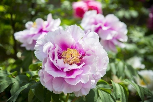 Ý nghĩa hoa mẫu đơn trong phong thủy